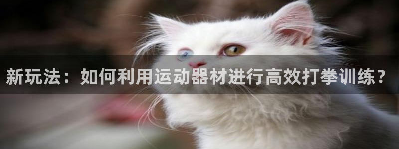 凯捷体育开户：新玩法：如何利用运动器材进行高效打拳训练？